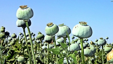 Haşhaş Bitkisi Kullanımı ve Faydaları Nelerdir?