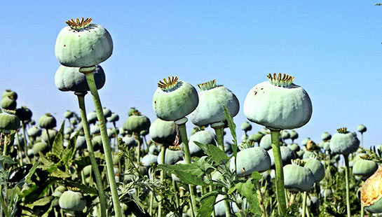 Haşhaş Bitkisi Kullanımı ve Faydaları Nelerdir?