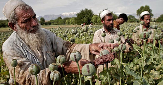 Haşhaş Ekimi ve Bakımı