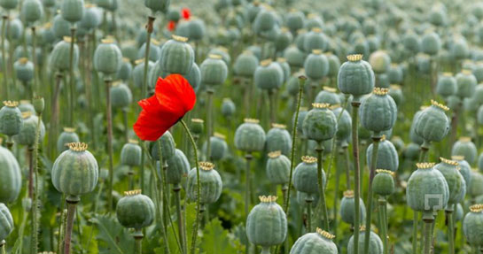 Haşhaş Nerede Yetişir?