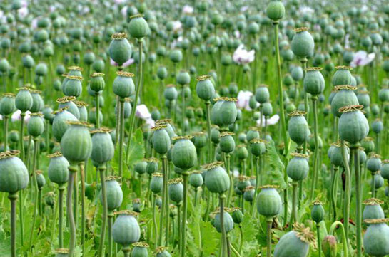 Haşhaş Yaprağı Türleri ve Özellikleri